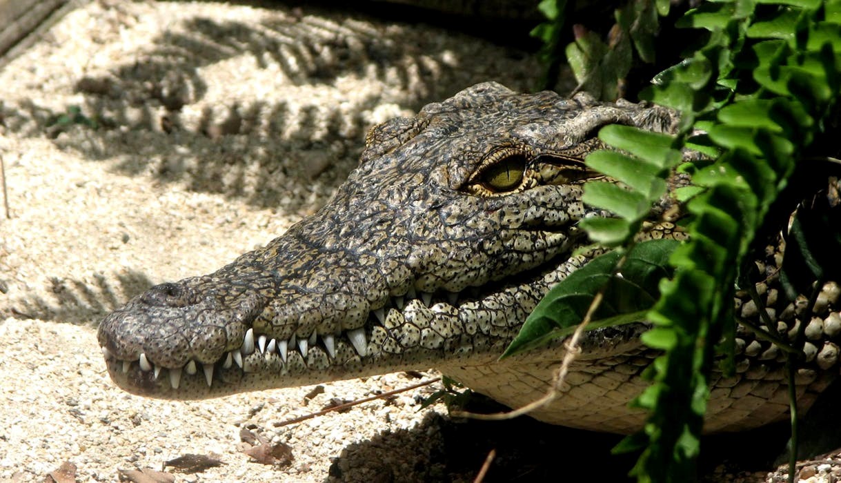 Alligators Under My Bed